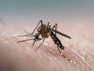 To date in Alabama, the Zika virus has only been identified in individuals known to have traveled to areas where Zika is known to be endemic. To date in Alabama, the Zika virus has only been identified in individuals known to have traveled to areas where Zika is known to be endemic.