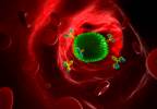 New Immunotherapy Approach Shows Promise in Fight Against Antibiotic Resistance New Immunotherapy Approach Shows Promise in Fight Against Antibiotic Resistance