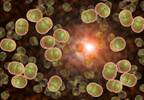 Meningococcal B Vaccine Elicits Bactericidal Responses Against Diverse Strains Meningococcal B Vaccine Elicits Bactericidal Responses Against Diverse Strains