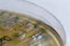 Reason for Hope: Promising Gram-Negative Infection Treatments in the Pipeline Reason for Hope: Promising Gram-Negative Infection Treatments in the Pipeline