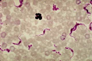 Limited treatment options exist for addressing the late stage of “sleeping sickness,” a tropical disease transmitted by the tsetse fly. <i>Photo Credit: CDC/Dr Mae Melvin.</i> Limited treatment options exist for addressing the late stage of “sleeping sickness,” a tropical disease transmitted by the tsetse fly. <i>Photo Credit: CDC/Dr Mae Melvin.</i>