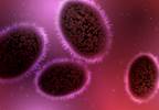 TPOXX Approved for the Treatment of Human Smallpox Disease TPOXX Approved for the Treatment of Human Smallpox Disease