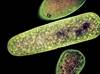 Updated <i>C difficile</i> Infection Clinical Guidance From IDSA/SHEA Updated <i>C difficile</i> Infection Clinical Guidance From IDSA/SHEA