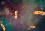 Substantial Economic Burden Attributed to Recurrent Clostridium difficile Substantial Economic Burden Attributed to Recurrent Clostridium difficile