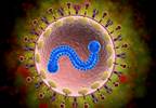 Safety Profile of Investigational RSV Vaccine Similar to Tdap Vaccine Safety Profile of Investigational RSV Vaccine Similar to Tdap Vaccine