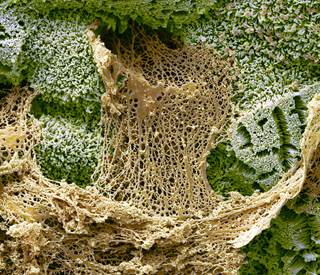 Mucosal secretions provide lubrication and trap contaminants to keep them from reaching the epithelium. <i>Photo Credit: Steve Gschmeissner/Science Source.</i> Mucosal secretions provide lubrication and trap contaminants to keep them from reaching the epithelium. <i>Photo Credit: Steve Gschmeissner/Science Source.</i>