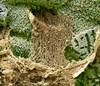 Harnessing Mucus to Fight Human Immunodeficiency Virus Harnessing Mucus to Fight Human Immunodeficiency Virus