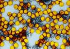 Fractional Yellow Fever Vaccine Dose Stimulated Effective Immune Response Fractional Yellow Fever Vaccine Dose Stimulated Effective Immune Response