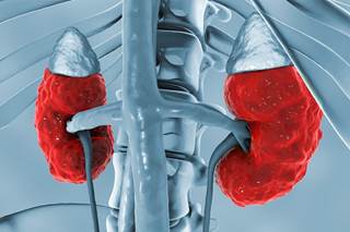 No antiviral treatment-related complications occurred in recipients of HCV-infected kidneys. No antiviral treatment-related complications occurred in recipients of HCV-infected kidneys.