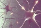 Sepsis-Related Brain Dysfunction Linked to Gut Bacteria Sepsis-Related Brain Dysfunction Linked to Gut Bacteria