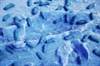 Treating Acute Urinary Tract Infection in Postmenopausal Women Treating Acute Urinary Tract Infection in Postmenopausal Women