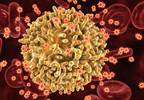 Shared Motivations, Concerns Regarding Living Organ Donation in HIV Shared Motivations, Concerns Regarding Living Organ Donation in HIV