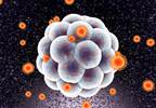Zika Virus Infection Linked to Uteroplacental Pathology Zika Virus Infection Linked to Uteroplacental Pathology