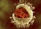 Risk Factors for Cytomegalovirus Reinfections in Seropositive Women Risk Factors for Cytomegalovirus Reinfections in Seropositive Women