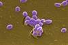 Novel Drug Combinations, Dosing Strategies Needed for <i>E faecalis</i> Bloodstream Infections Novel Drug Combinations, Dosing Strategies Needed for <i>E faecalis</i> Bloodstream Infections