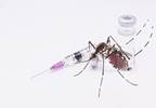 Vaccine for Chikungunya Prevention Gets Fast Track Designation Vaccine for Chikungunya Prevention Gets Fast Track Designation