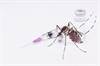 Dengue Vaccine Presents Solutions and Backlash in Dengue-Endemic Regions Dengue Vaccine Presents Solutions and Backlash in Dengue-Endemic Regions
