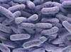 Ceftazidime/Avibactam an Effective Option in Serious Gram-Negative Infections Ceftazidime/Avibactam an Effective Option in Serious Gram-Negative Infections