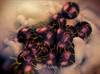 New Antibiotic Shows Promise as Potential Treatment for Uncomplicated Gonorrhea New Antibiotic Shows Promise as Potential Treatment for Uncomplicated Gonorrhea