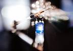 New AAP Policy on Patient Dismissal for Vaccine Refusal May "Erode Solidarity" Among Pediatricians New AAP Policy on Patient Dismissal for Vaccine Refusal May "Erode Solidarity" Among Pediatricians