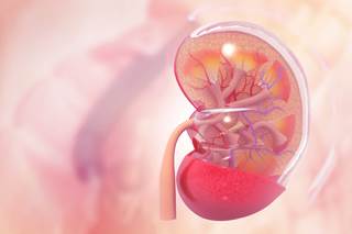 There was no difference in allograft quality based on pathologic review or treatment-related adverse events between the two groups. There was no difference in allograft quality based on pathologic review or treatment-related adverse events between the two groups.