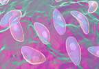 Latent Toxoplasma Infection Occurs More Frequently in Schizophrenia Latent Toxoplasma Infection Occurs More Frequently in Schizophrenia