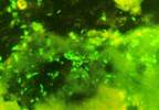<i>E. Coli</i> Found in Water at Tennessee Ziplining Facility <i>E. Coli</i> Found in Water at Tennessee Ziplining Facility
