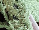 Antipseudomonal Monotherapy Efficacious in Pneumonia Antipseudomonal Monotherapy Efficacious in Pneumonia