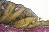 Prevalence of Anogenital Warts Declining Across Populations Prevalence of Anogenital Warts Declining Across Populations