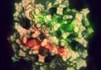 Interleukin-8 Enhances Diagnosis of Invasive Aspergillosis in High-Risk Patients Interleukin-8 Enhances Diagnosis of Invasive Aspergillosis in High-Risk Patients