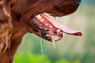 Doctors diagnosed Manteufel with a rare blood infection caused by Capnocytophaga canimorsus, which is commonly found in the saliva of most healthy dogs. Doctors diagnosed Manteufel with a rare blood infection caused by Capnocytophaga canimorsus, which is commonly found in the saliva of most healthy dogs.