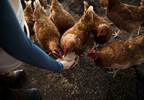 Final CDC Update on <i>Salmonella</i> Linked to Backyard Poultry Final CDC Update on <i>Salmonella</i> Linked to Backyard Poultry