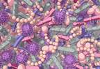 Effect of Respiratory Tract Microbiome on Susceptibility to Viral Infections Effect of Respiratory Tract Microbiome on Susceptibility to Viral Infections