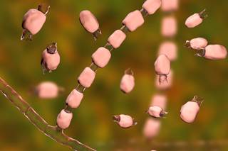 Among the 925 individuals who underwent screening for coccidioidomycosis, 5.7% had abnormal coccidioidal serologic tests, of whom 3.9% met the definition for coccidioidomycosis. Among the 925 individuals who underwent screening for coccidioidomycosis, 5.7% had abnormal coccidioidal serologic tests, of whom 3.9% met the definition for coccidioidomycosis.