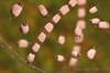Coccidioidomycosis Screening Benefits TNFi Therapy Recipients Coccidioidomycosis Screening Benefits TNFi Therapy Recipients