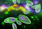 Point-of-Care Anti-Toxoplasma Antibody Test Can Reduce Costs and Morbidity Point-of-Care Anti-Toxoplasma Antibody Test Can Reduce Costs and Morbidity
