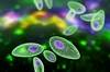 Point-of-Care Anti-Toxoplasma Antibody Test Can Reduce Costs and Morbidity Point-of-Care Anti-Toxoplasma Antibody Test Can Reduce Costs and Morbidity