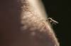 Threat of Zika Virus Still Significant in California Threat of Zika Virus Still Significant in California