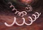 CDC Syphilis Summit: Issues in Diagnosis and Management CDC Syphilis Summit: Issues in Diagnosis and Management