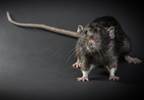 CDC: First Case of Rat-Borne Andes Virus Diagnosed in the US CDC: First Case of Rat-Borne Andes Virus Diagnosed in the US