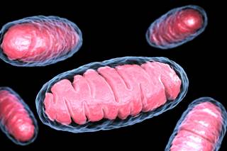 This study revealed a spectrum of mtDNA variants in HIV-1-infected children who had an excellent virologic response. This study revealed a spectrum of mtDNA variants in HIV-1-infected children who had an excellent virologic response.