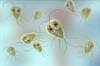 Giardiasis Linked With Prolonged Alteration of Lymphocytes in Duodenal Mucosa Giardiasis Linked With Prolonged Alteration of Lymphocytes in Duodenal Mucosa